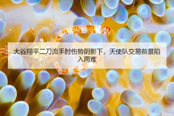 大谷翔平二刀流手肘伤势阴影下，天使队交易前景陷入两难